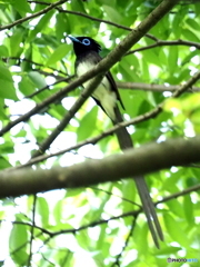サンコウチョウ34