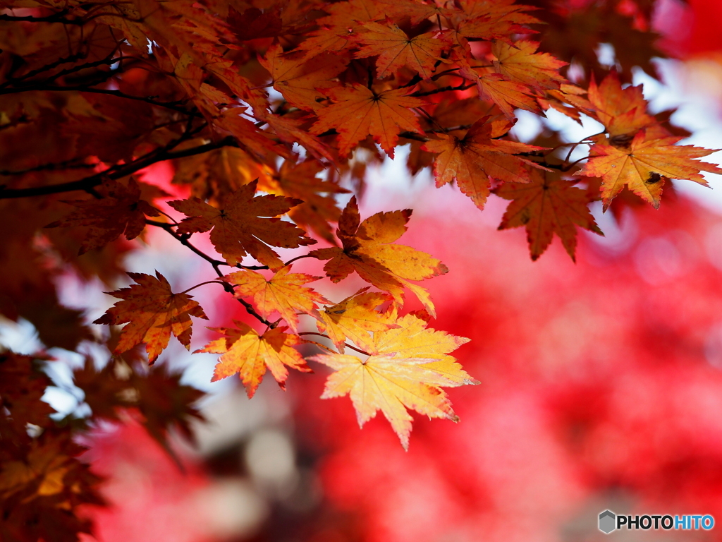 紅葉20-12