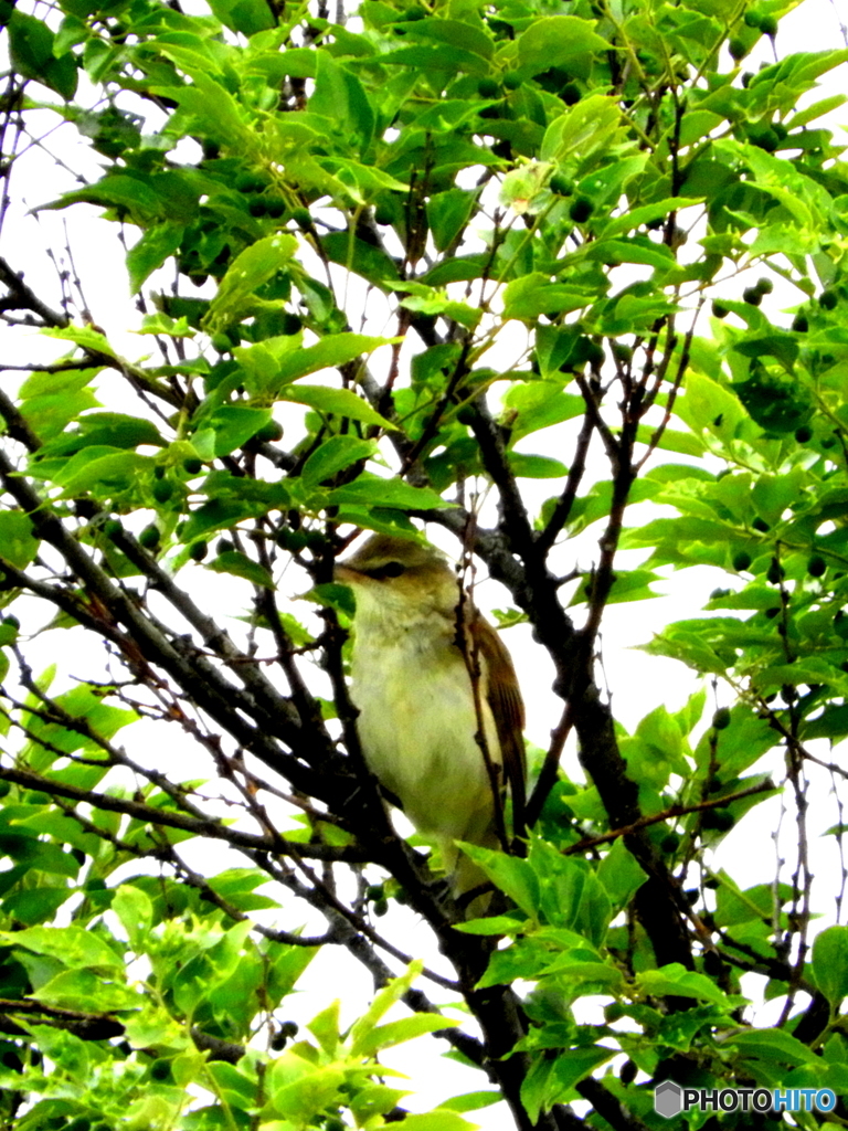 オオヨシキリ24