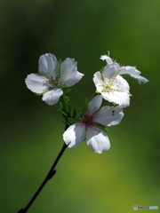 十月桜