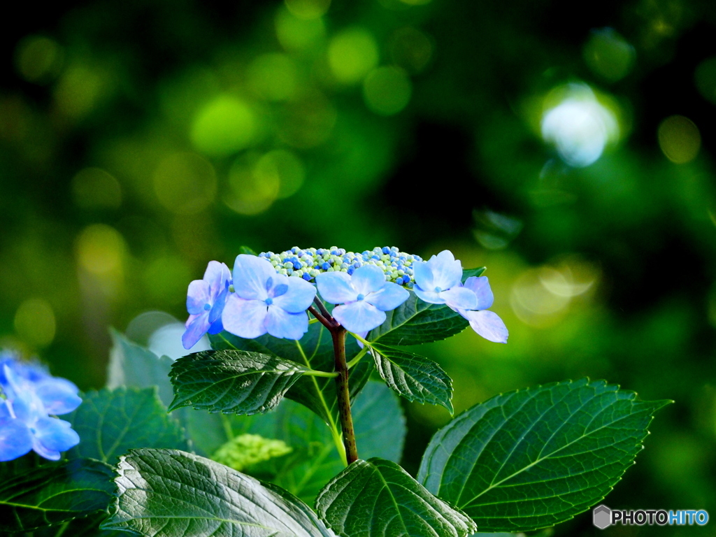 紫陽花18-②