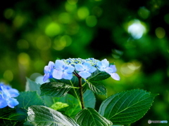 紫陽花18-②