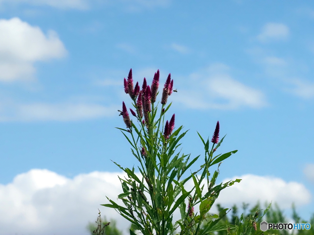 ノゲイトウ25-②