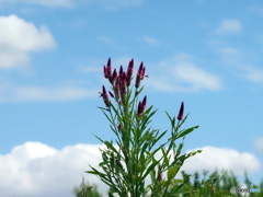 ノゲイトウ25-②