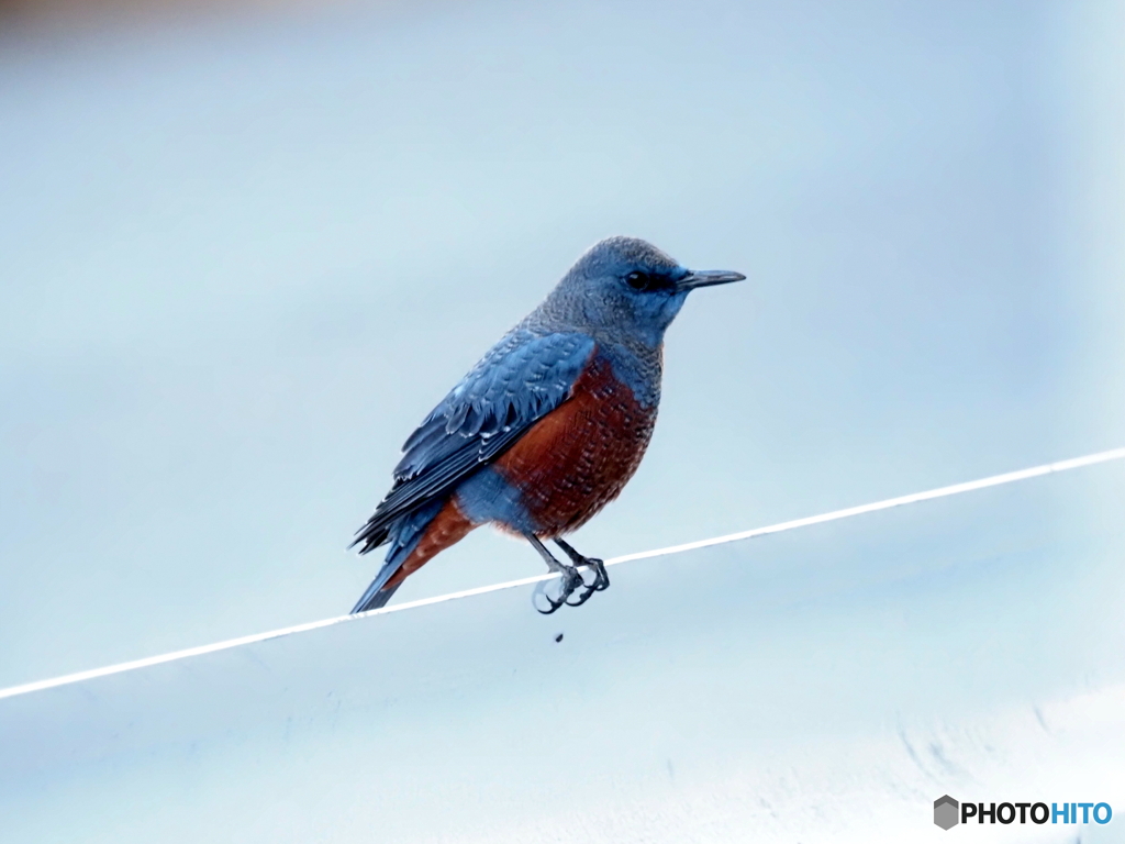 イソヒヨドリ89