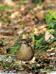 ジョウビタキ44