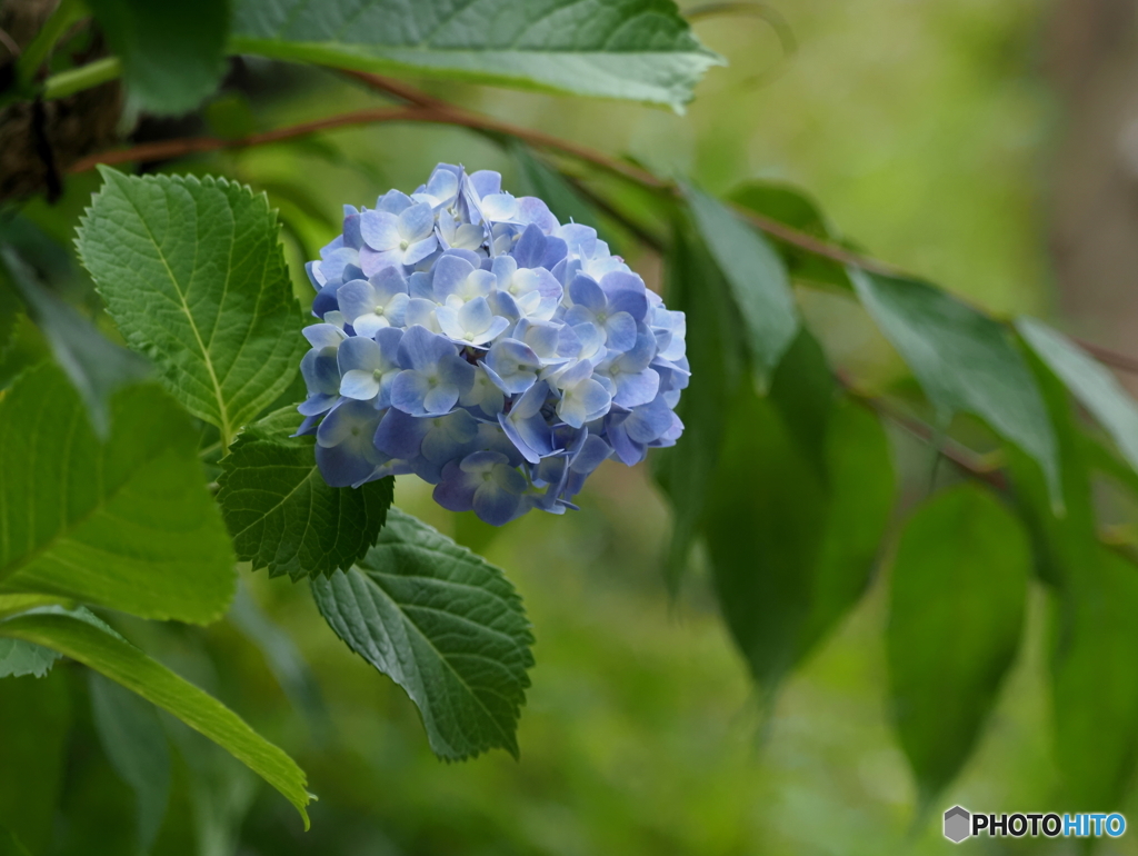 紫陽花24-⑥