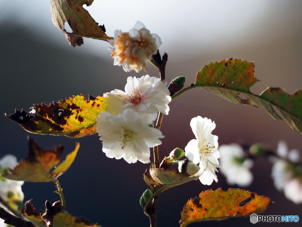 10月桜