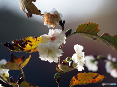 10月桜