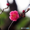紅梅23-②
