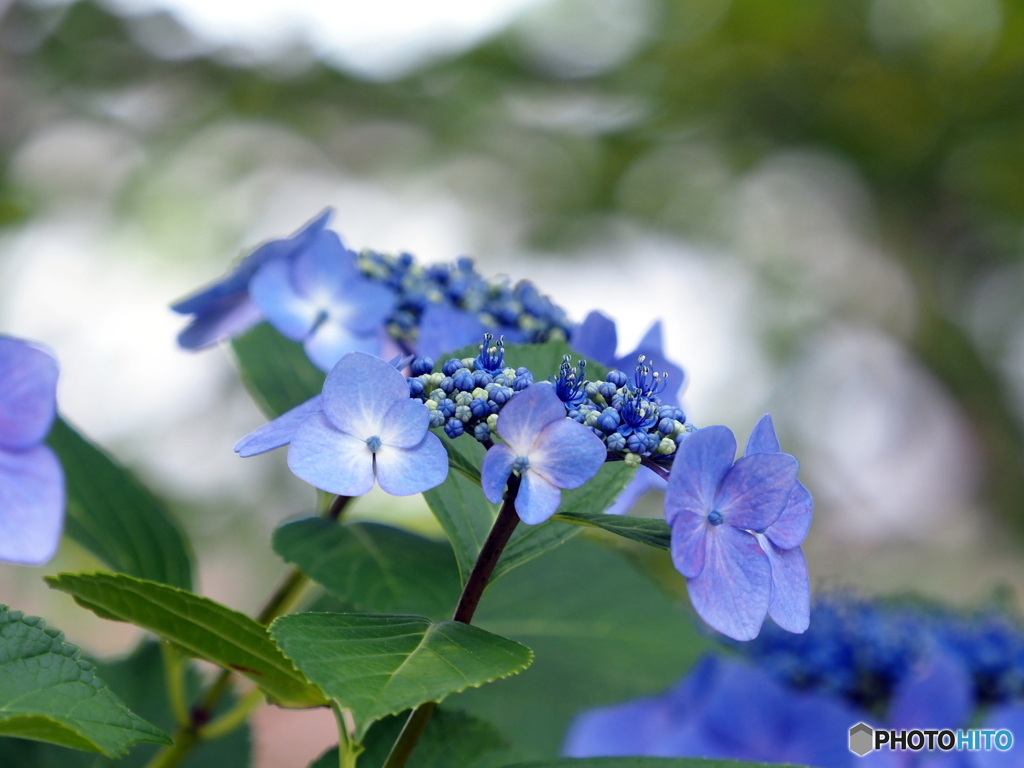 紫陽花22-12