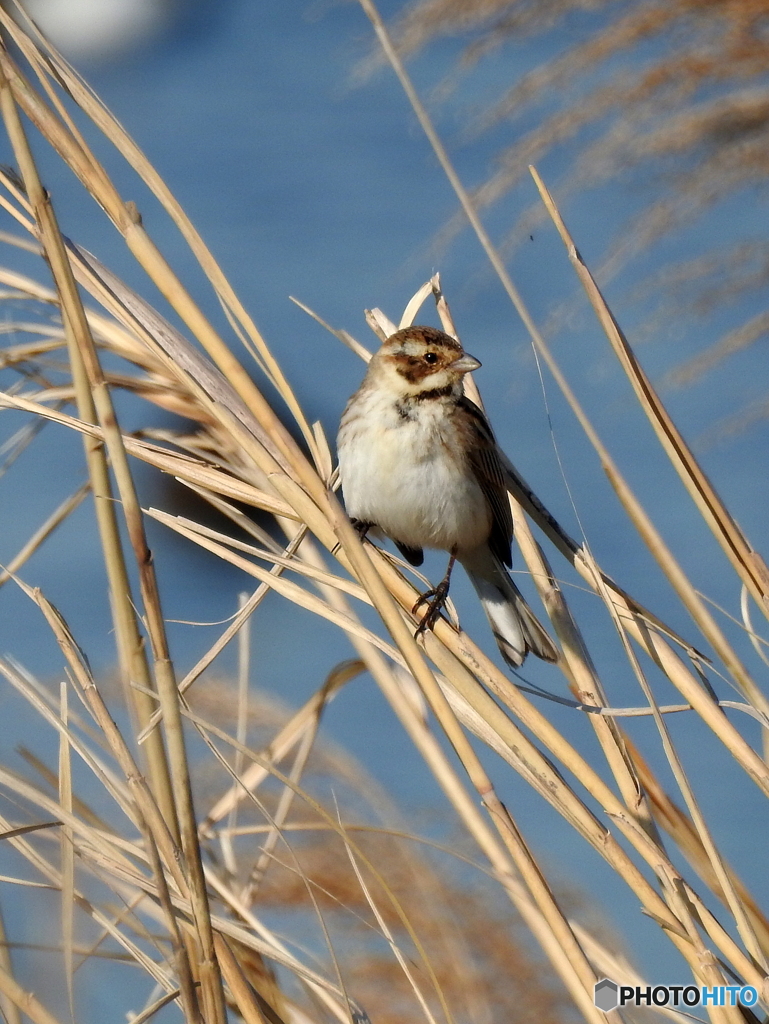 オオジュリン127
