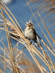 オオジュリン127