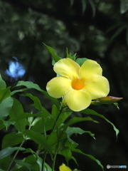 アリアケカズラ24-①