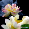 大賀蓮20-11