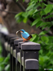カワセミ394