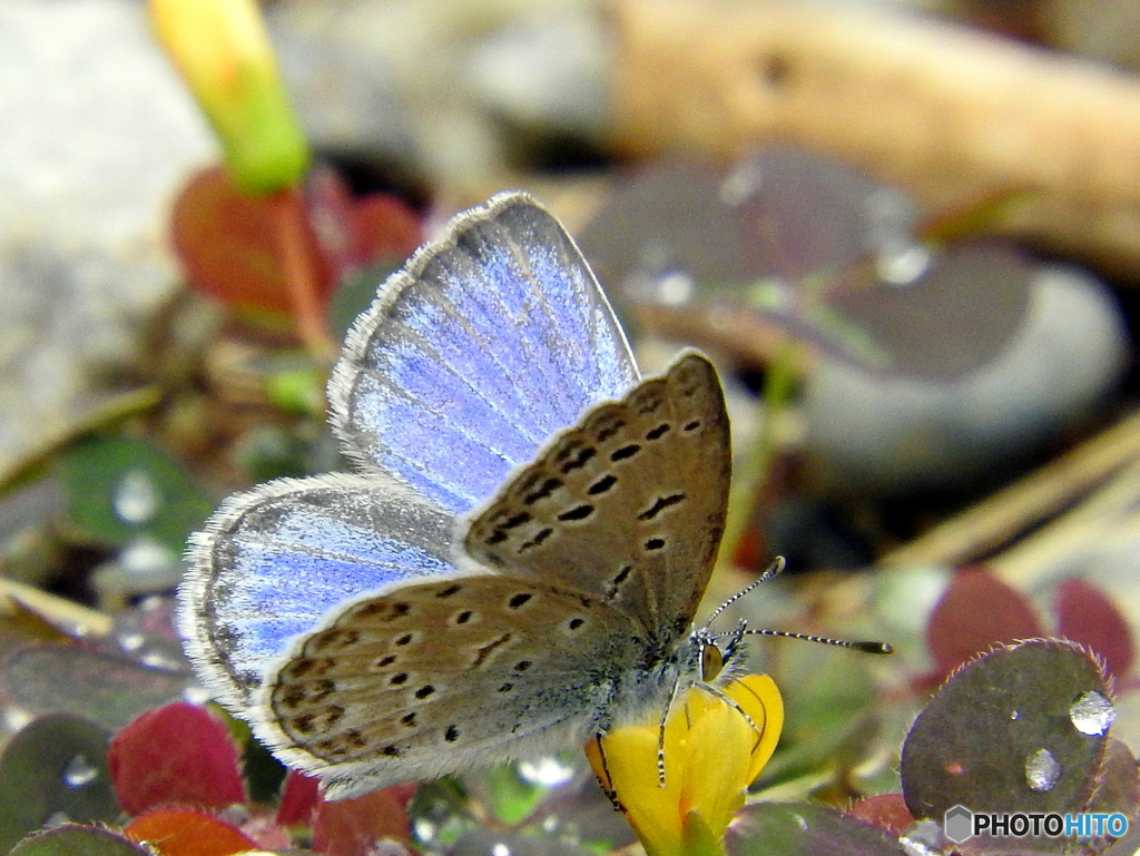 花とシジミチョウ①