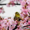 春メジロ19