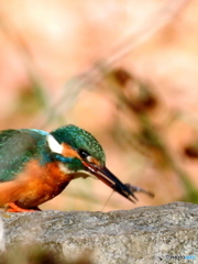 カワセミ108