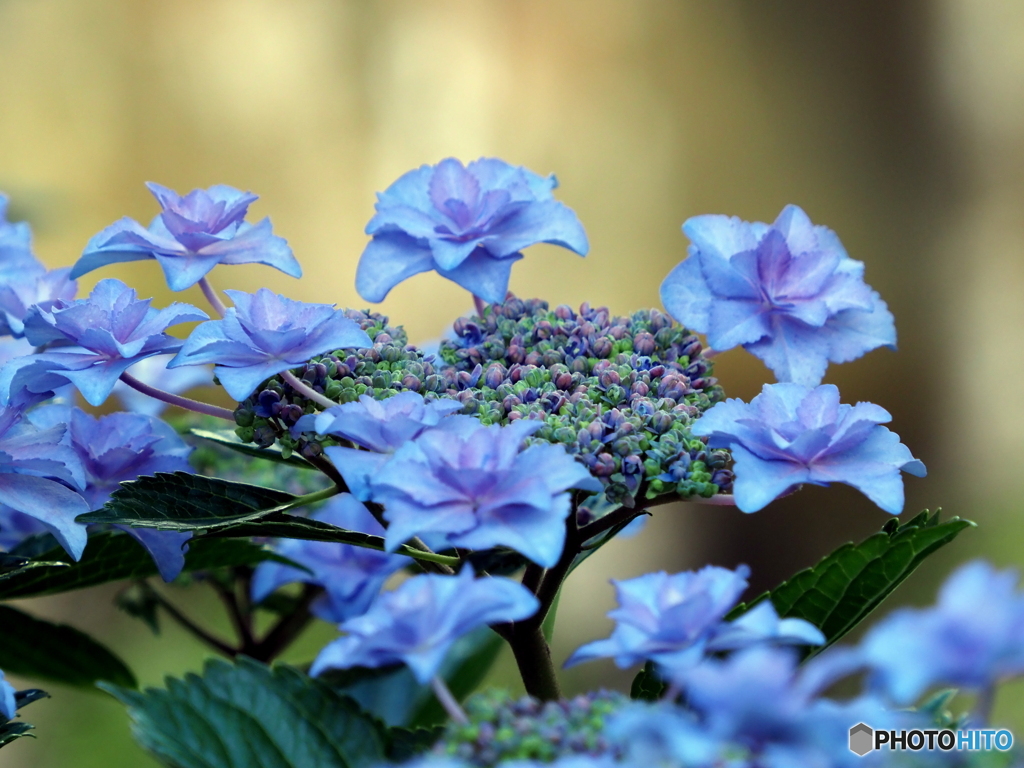 紫陽花23-②