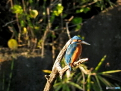 カワセミ38