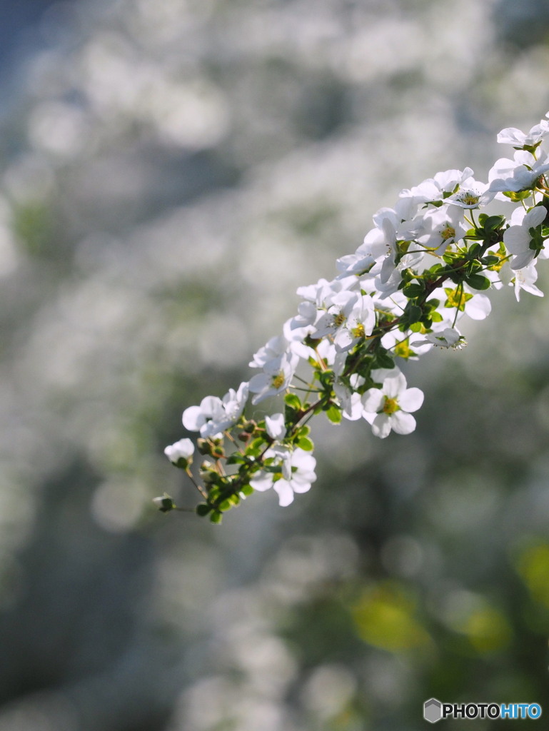 雪柳20-③