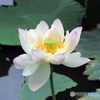 大賀蓮21-⑤