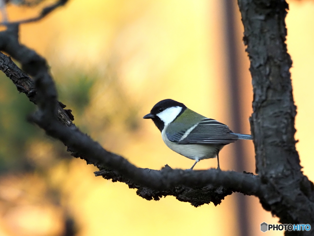 シジュウカラ412