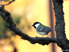 シジュウカラ412