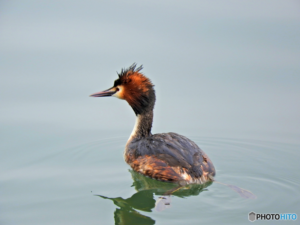 カンムリカイツブリ18