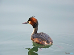 カンムリカイツブリ18