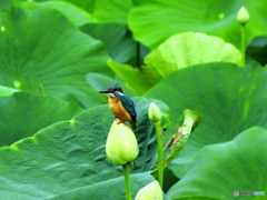 カワセミ270