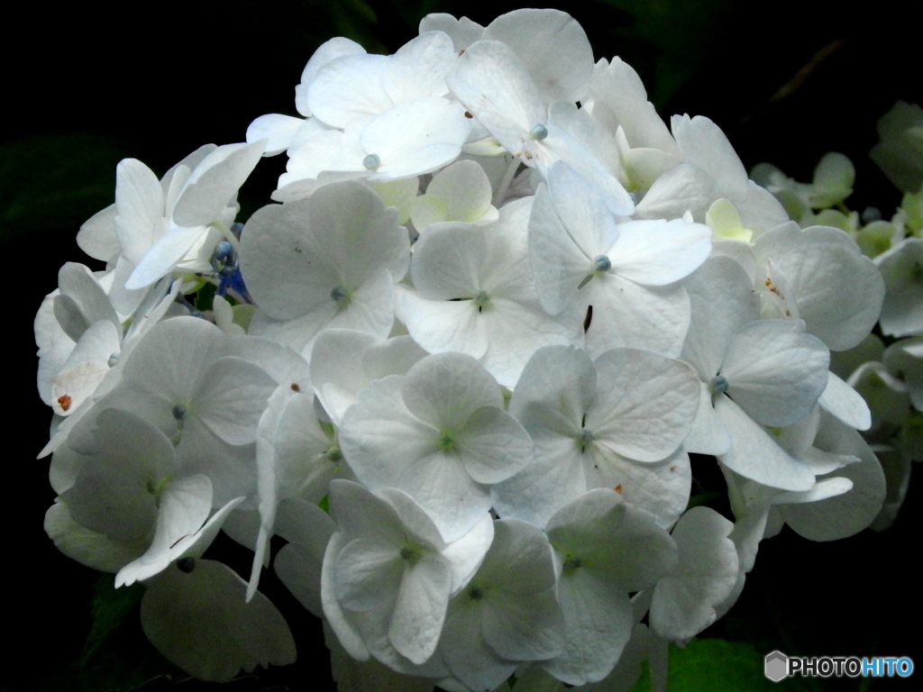 紫陽花07