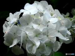 紫陽花07