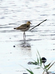 ムナグロ80 ムナグロ80