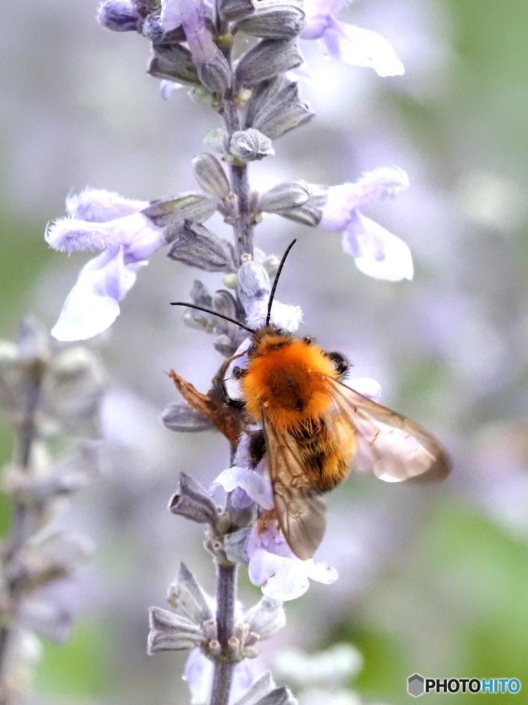 トラマルハナバチ25-①