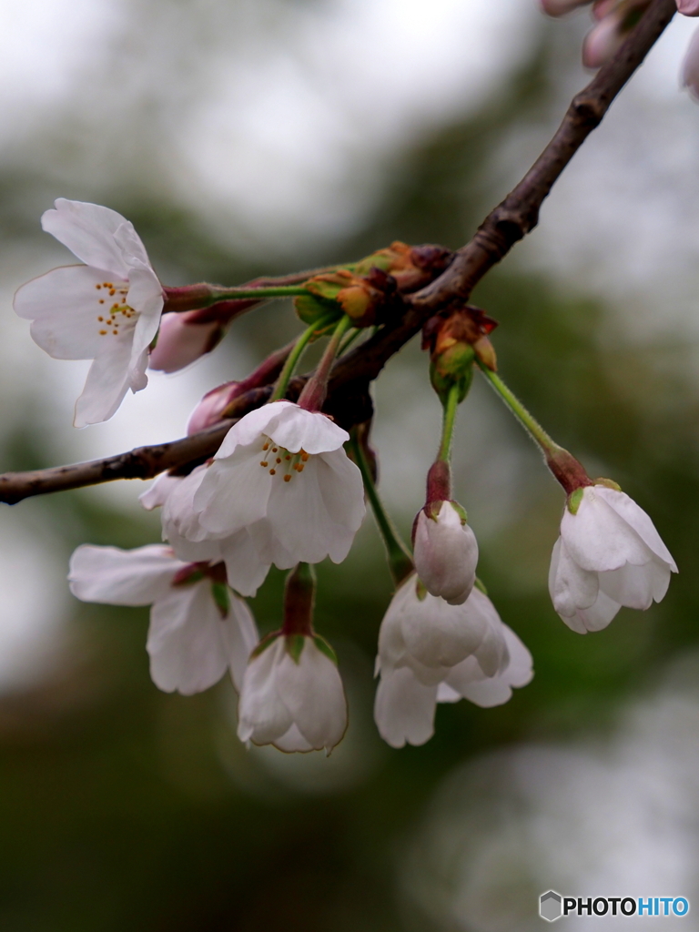 桜21-①