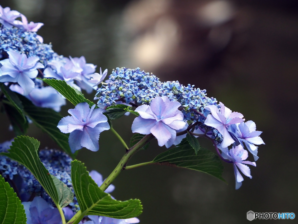 紫陽花22-⑨