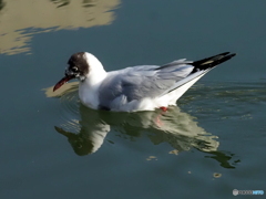 ユリカモメ51