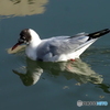 ユリカモメ51