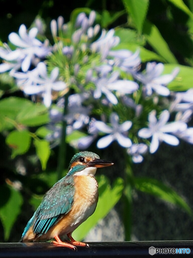 カワセミ480
