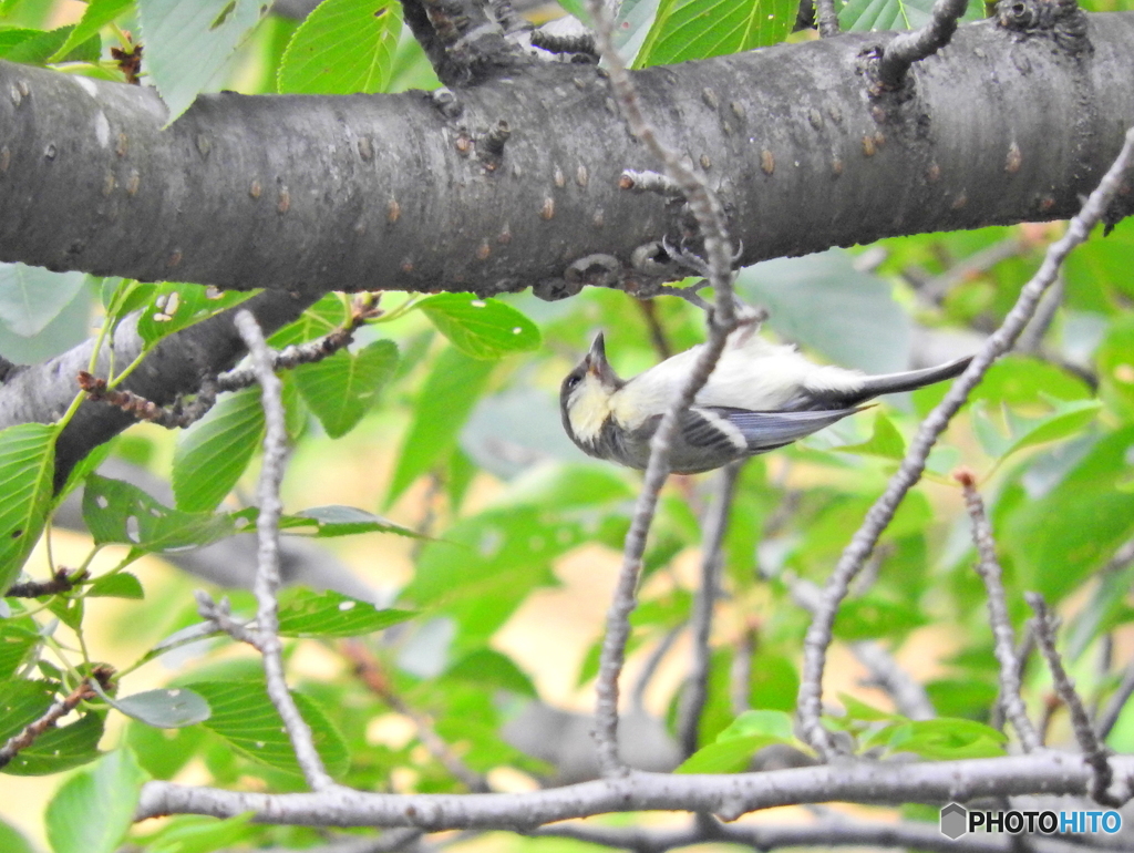 シジュウカラ49