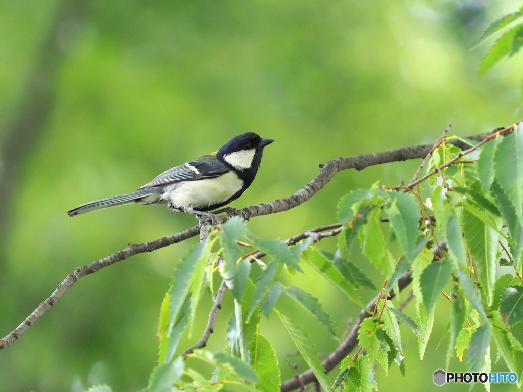 シジュウカラ327
