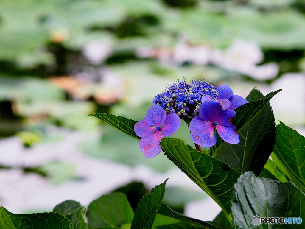 紫陽花19-18