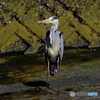 アオサギ59