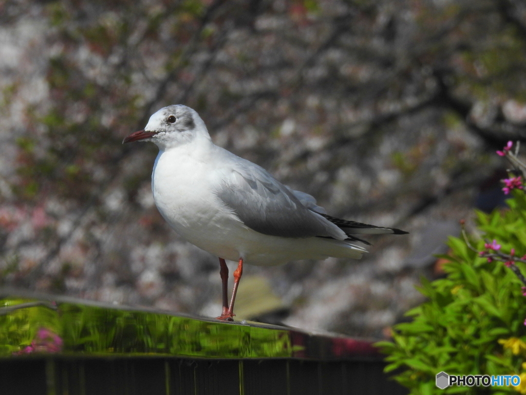 ユリカモメ29