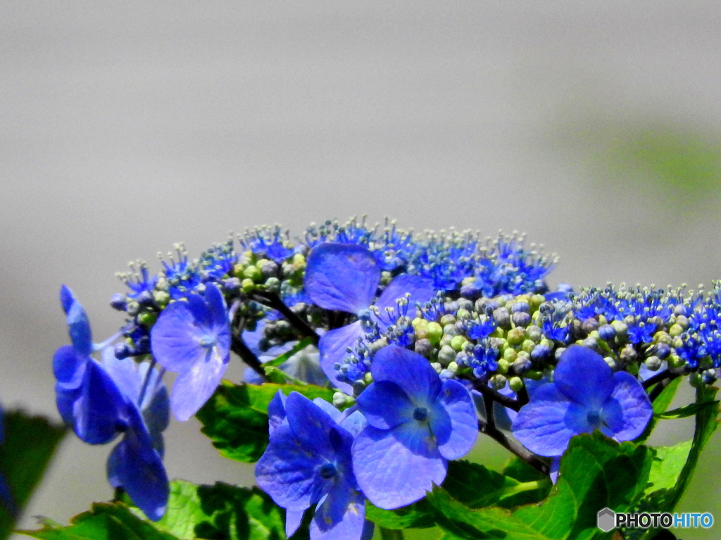 紫陽花11