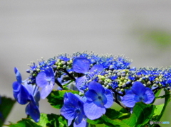 紫陽花11