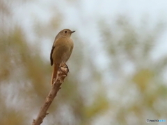 ジョウビタキ364