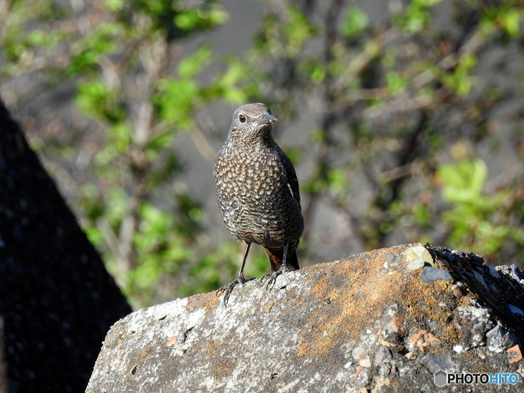 イソヒヨドリ22